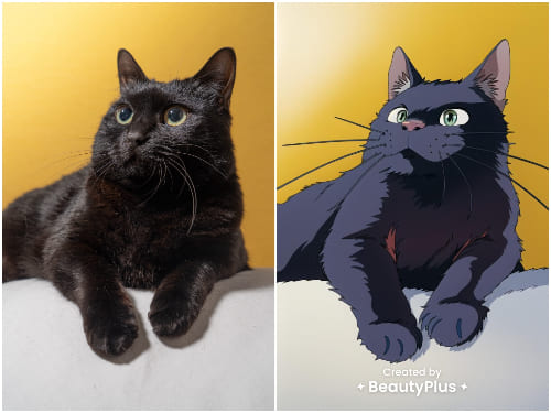 반려동물