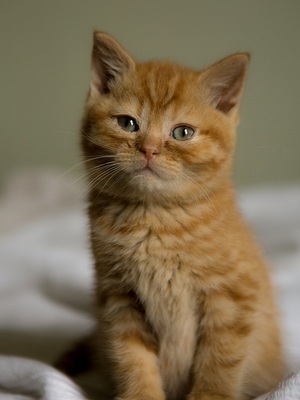 disney-pixar-filter-3D filter-cat-before