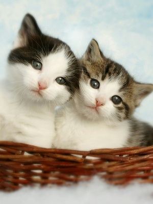 disney-pixar-filter-3D filter-cat-sticker-before