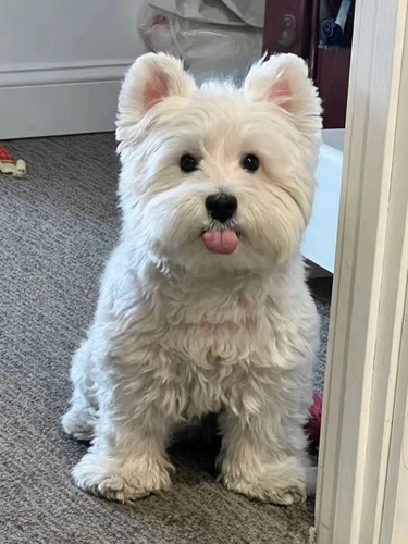 ghibli filter - pet - before