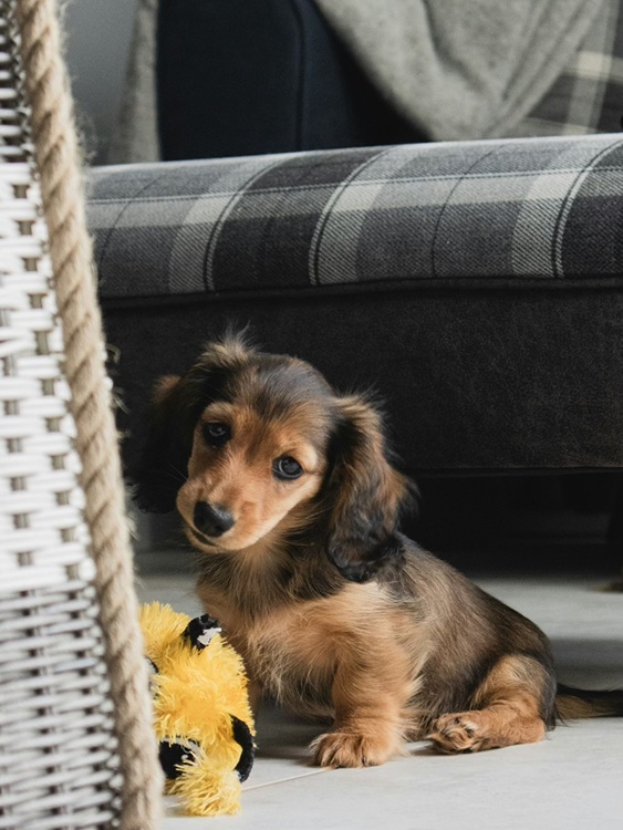 Shaun the Sheep Illustration BeautyPlus