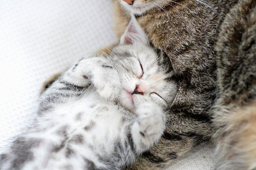 赤ちゃんやペットの撮影