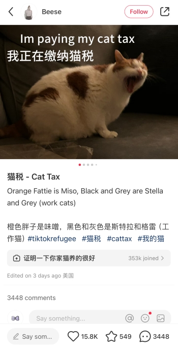 TikTok Refugee pay cat tax