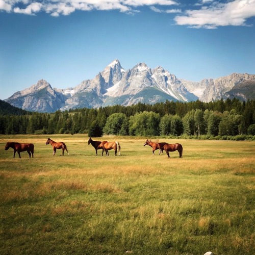 remove people from photos - landscape with horses and text after